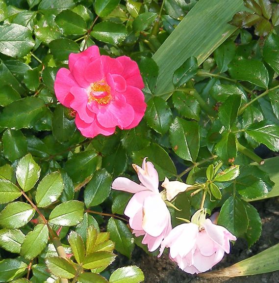 Appleblossom sport photo 2014_08100010_zpsd58138f7.jpg